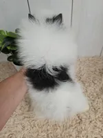 Poppi, a female Pomeranian for sale in Millersburg, OH – 4 of 7