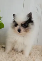 Poppi, a female Pomeranian for sale in Millersburg, OH – 7 of 7