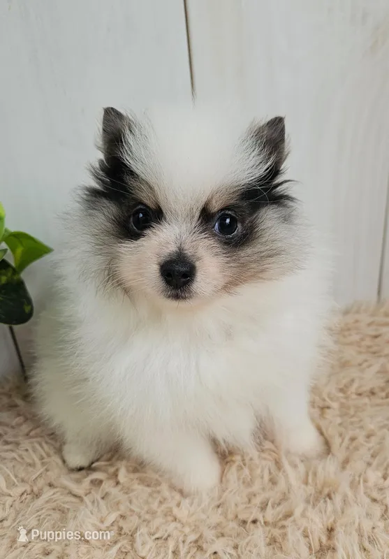 Poppi – Pomeranian puppy for sale in Millersburg, OH