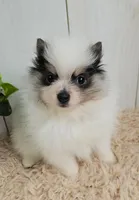 Poppi, a female Pomeranian for sale in Millersburg, OH – 1 of 7