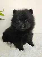 Sadie, a female Pomeranian for sale in Millersburg, OH – Photo 1 of 6