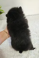 Sadie, a female Pomeranian for sale in Millersburg, OH – Photo 6 of 6