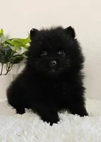 Sadie, a female Pomeranian for sale in Millersburg, OH – Photo 4 of 6