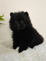 Sadie, a female Pomeranian for sale in Millersburg, OH – Photo 2 of 6