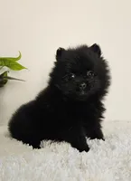 Sadie, a female Pomeranian for sale in Millersburg, OH – Photo 5 of 6