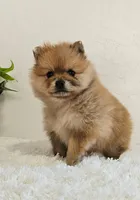 Lena, a female Pomeranian for sale in Millersburg, OH – Photo 5 of 8