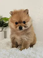 Lena, a female Pomeranian for sale in Millersburg, OH – Photo 1 of 8