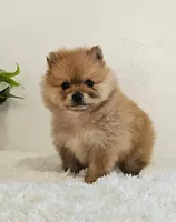 Lena, a female Pomeranian for sale in Millersburg, OH – Photo 7 of 8