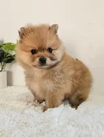 Lena, a female Pomeranian for sale in Millersburg, OH – Photo 3 of 8