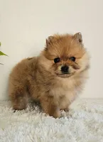 Lena, a female Pomeranian for sale in Millersburg, OH – Photo 6 of 8