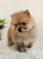 Lena, a female Pomeranian for sale in Millersburg, OH – Photo 8 of 8