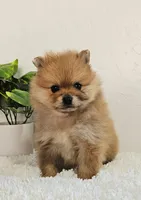 Lena, a female Pomeranian for sale in Millersburg, OH – Photo 4 of 8