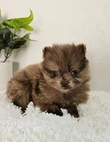 Bella, a female Pomeranian for sale in Millersburg, OH – Photo 8 of 8