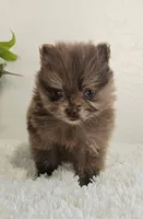 Bella, a female Pomeranian for sale in Millersburg, OH – Photo 5 of 8