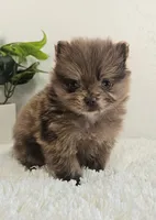 Bella, a female Pomeranian for sale in Millersburg, OH – Photo 4 of 8