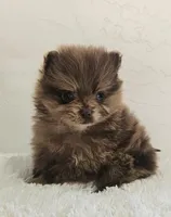 Bella, a female Pomeranian for sale in Millersburg, OH – Photo 1 of 8