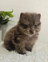 Bella, a female Pomeranian for sale in Millersburg, OH – Photo 3 of 8