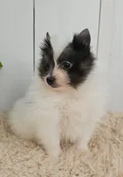 Oreo, a male Pomeranian for sale in Millersburg, OH – 5 of 9