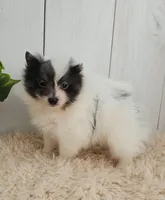 Oreo, a male Pomeranian for sale in Millersburg, OH – 4 of 9