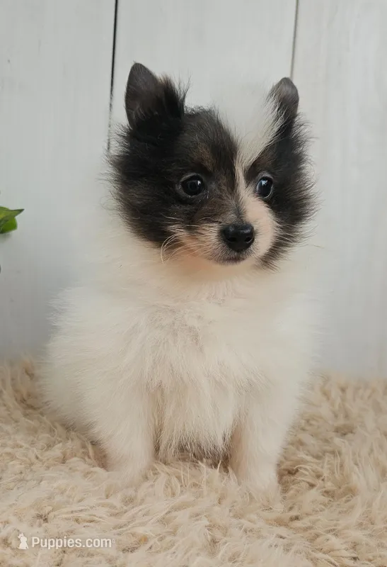 Oreo – Pomeranian puppy for sale in Millersburg, OH
