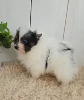 Oreo, a male Pomeranian for sale in Millersburg, OH – 9 of 9