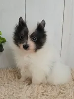 Oreo, a male Pomeranian for sale in Millersburg, OH – 2 of 9