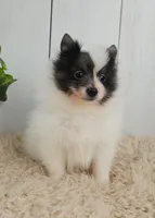 Oreo, a male Pomeranian for sale in Millersburg, OH – 8 of 9