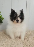 Oreo, a male Pomeranian for sale in Millersburg, OH – 6 of 9