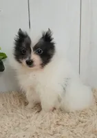 Oreo, a male Pomeranian for sale in Millersburg, OH – 7 of 9