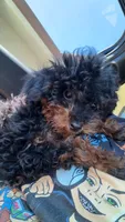 Baby boy , a male Bernedoodle for sale in La Habra, CA – 3 of 5