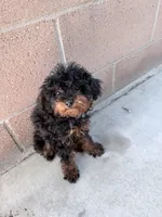 Baby boy , a male Bernedoodle for sale in La Habra, CA – 4 of 5
