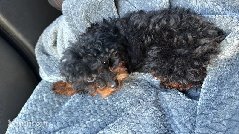 Baby boy  – Bernedoodle puppy for sale in La Habra, CA