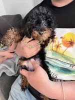 Baby boy , a male Bernedoodle for sale in La Habra, CA – 2 of 5