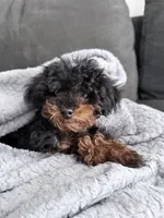 Baby boy , a male Bernedoodle for sale in La Habra, CA – 5 of 5