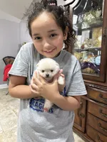 Daisy , a female Pomeranian for sale in Deridder, LA – 4 of 8