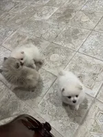 Daisy , a female Pomeranian for sale in Deridder, LA – 7 of 8