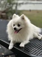 Dancer , a male Pomeranian for sale in Deridder, LA – 2 of 5