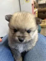 No name yet, a male Pomeranian for sale in Deridder, LA – 2 of 3