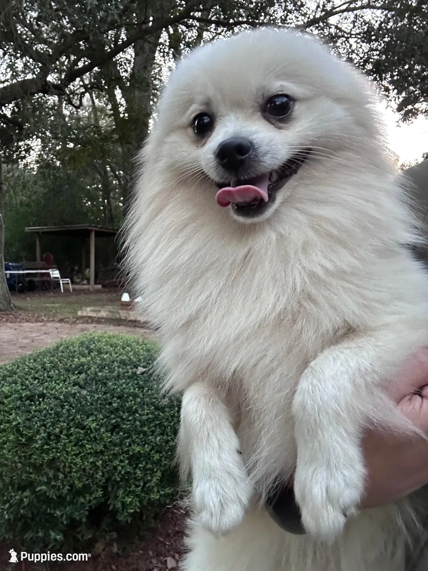 Dancer , a male Pomeranian for sale in Deridder, LA – 8 of 8