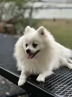 Dancer , a male Pomeranian for sale in Deridder, LA – 3 of 5