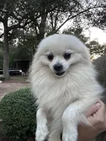 Dancer , a male Pomeranian for sale in Deridder, LA – 7 of 8
