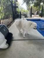 Moonlight , a male Pomeranian for sale in Deridder, LA – 5 of 6