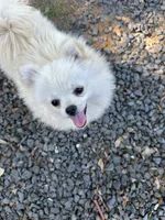 Daisy , a female Pomeranian for sale in Deridder, LA – 8 of 8