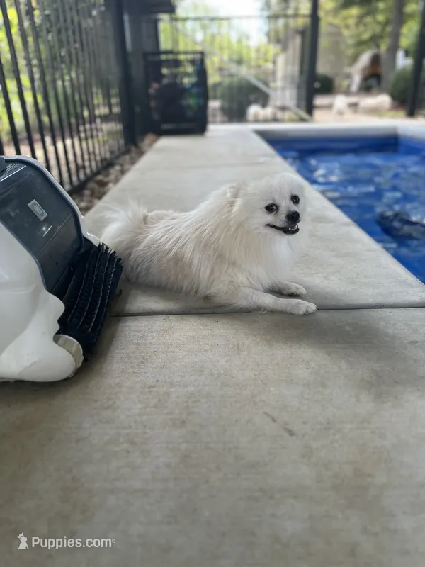 Moonlight  – Pomeranian puppy for sale in Deridder, LA