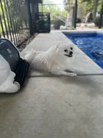 Moonlight , a male Pomeranian for sale in Deridder, LA – 1 of 6