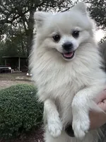 Dancer , a male Pomeranian for sale in Deridder, LA – 6 of 8