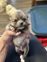 No name yet, a male Pomeranian for sale in Deridder, LA – 2 of 5