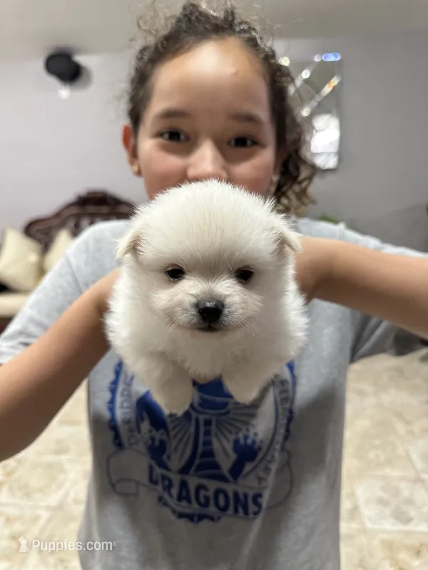 Daisy  – Pomeranian puppy on hold in Deridder, LA