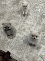 Daisy , a female Pomeranian for sale in Deridder, LA – 6 of 8