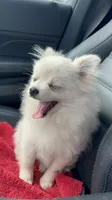 Daisy , a female Pomeranian for sale in Deridder, LA – 5 of 8